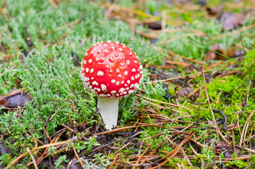 Fly-agaric in the forest