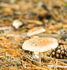 Fly-agaric in the forest