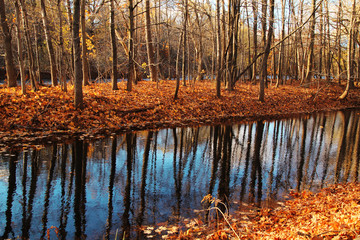 Autumn landscape