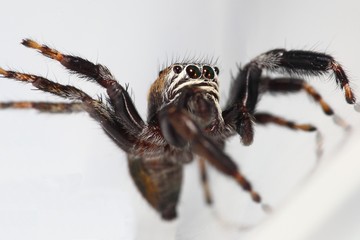 jumping spider