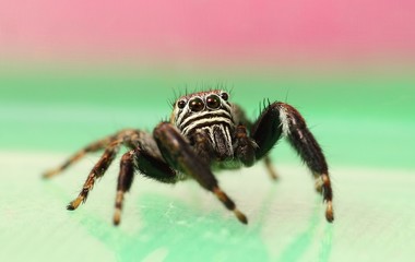 jumping spider