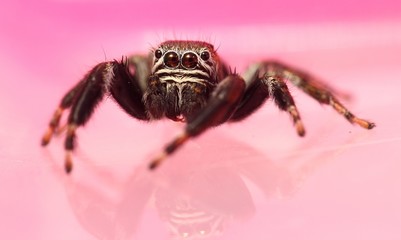 jumping spider