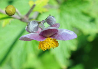 Fluffy flowers of Japanese anemone closeup