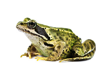 Fototapeta premium frog