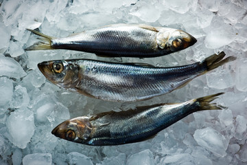herring © Ivan Kmit