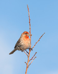 House Finch Pride