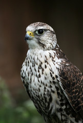Falcon bird