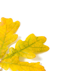 Yellow autumn oak leaf