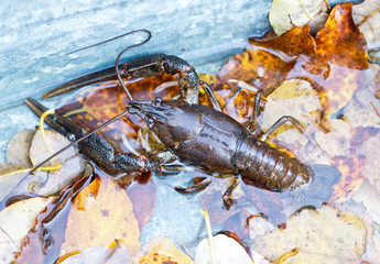 Crawfish alive in water and leves