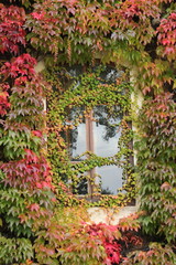 Fototapeta na wymiar Window and ivy