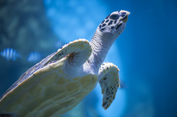 Sea or marine turtle floating underwater close-up