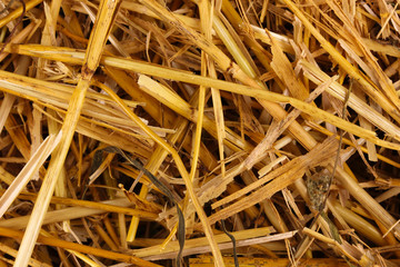 Golden hay close-up