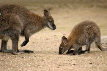 beautiful kangaroo, nature animal photo