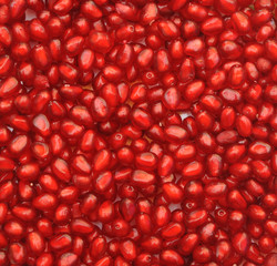 pomegranate background