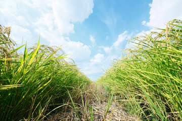 田園風景