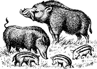 Wild boar family
