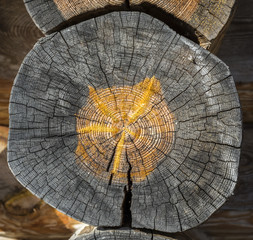 Close up of wooden cut trunk