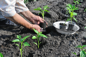 senior woman planting a pepper seedling
