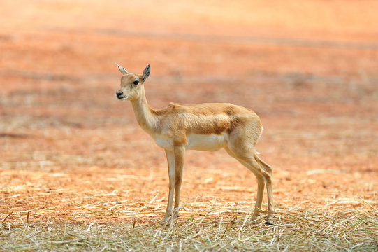 Indian Black Buck Antelope (Antelope cervicapra L.)..