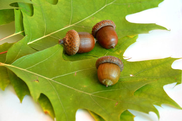 Three acorns next to the oak leaf on white background