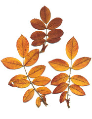 Сухие листья шиповника для детского творчества.