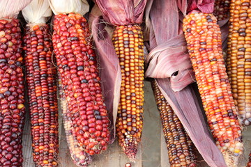Colorful Indian corn