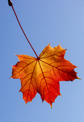 Herbstlaub 2012  012