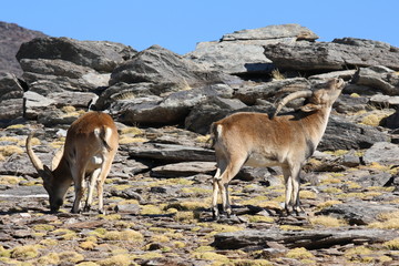 two male Spanish Ibexes grazing