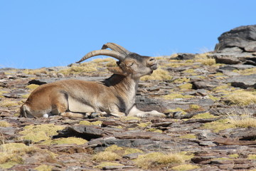 Iberian Ibex resting in Sierra Nevada National Park