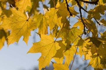 autumn colorful leafs