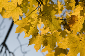autumn colorful leafs