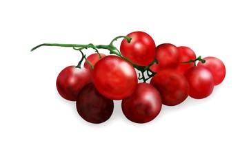 Hand Drawing of  Fresh Juicy Red Grapes