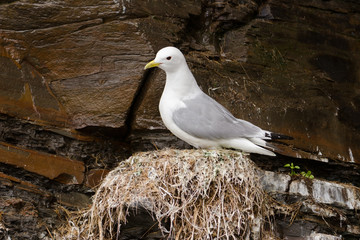 Dreizehenmöwe, Black-legged kittiwake, Rissa tridactyla