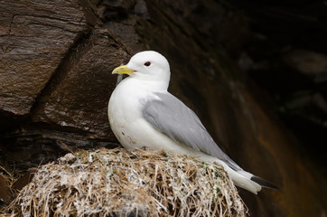 Dreizehenmöwe, Black-legged kittiwake, Rissa tridactyla