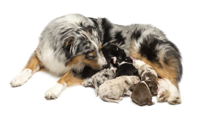 Obraz premium Mother Australian Shepherd with its 7 day old puppies suckling