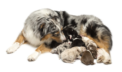 Mother Australian Shepherd with its 7 day old puppies suckling