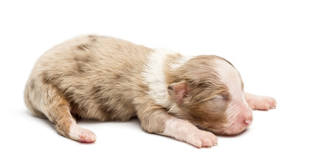 Australian Shepherd puppy, 10 days old