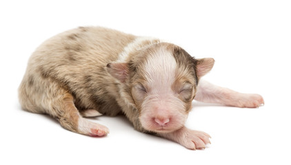 Naklejka premium Australian Shepherd puppy, 10 days old