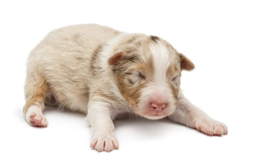 Australian Shepherd puppy, 10 days old