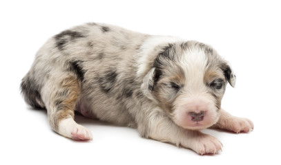 Australian Shepherd puppy, 14 days old