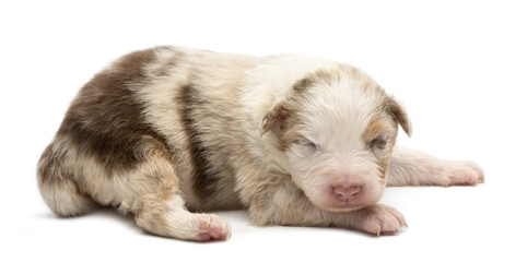 Obraz premium Australian Shepherd puppy, 14 days old