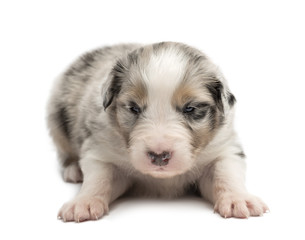 Obraz premium Australian Shepherd puppy, 18 days old