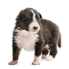 Australian Shepherd puppy, 22 days old