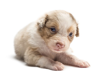 Australian Shepherd puppy, 24 days old