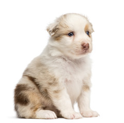 Obraz premium Australian Shepherd puppy, 30 days old