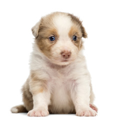 Australian Shepherd puppy, 30 days old