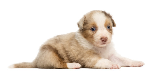 Australian Shepherd puppy, 30 days old