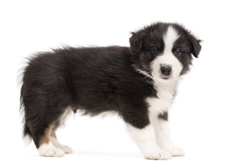 Fototapeta premium Side view of an Australian Shepherd puppy standing and portrait