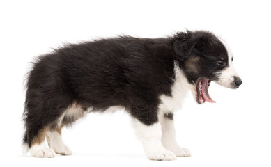 Side view of an Australian Shepherd puppy standing and yawning