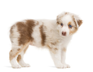 Side view of an Australian Shepherd puppy standing